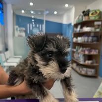 Wolli Creek Vet | Bayside Animal Hospital